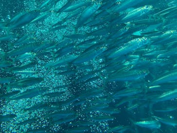 環境水族館アクアマリンふくしまに投稿された画像（2023/8/17）