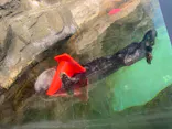 マリンワールド海の中道に投稿された画像（2023/8/17）