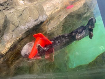 マリンワールド海の中道に投稿された画像（2023/8/17）