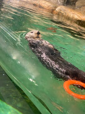 マリンワールド海の中道に投稿された画像（2023/8/17）