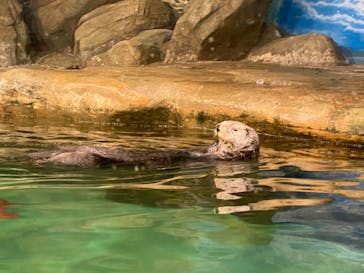 マリンワールド海の中道に投稿された画像（2023/8/17）