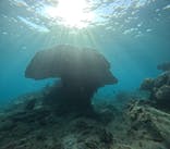 沖縄ダイビング ピンクマーメイドに投稿された画像（2023/8/17）