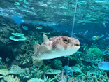 名古屋港水族館に投稿された画像（2023/8/18）