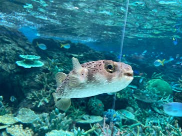 名古屋港水族館に投稿された画像（2023/8/17）
