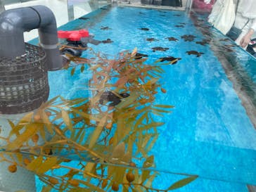 名古屋港水族館に投稿された画像（2023/8/17）