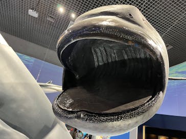 特別展「海　―生命のみなもと―」（国立科学博物館）に投稿された画像（2023/8/17）