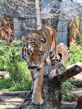那須どうぶつ王国に投稿された画像（2023/8/17）