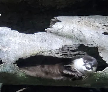仙台うみの杜水族館に投稿された画像（2023/8/17）