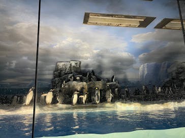 名古屋港水族館に投稿された画像（2023/8/17）