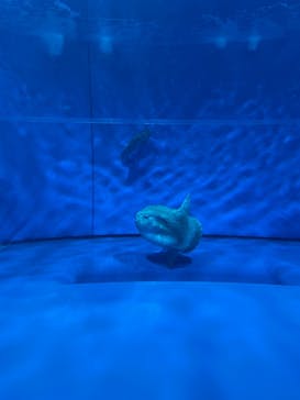 アクアワールド茨城県大洗水族館に投稿された画像（2023/8/17）