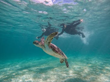 オースリーシュノーケル宮古島に投稿された画像（2023/8/17）