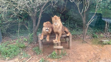 秋吉台自然動物公園 サファリランドに投稿された画像（2023/8/17）