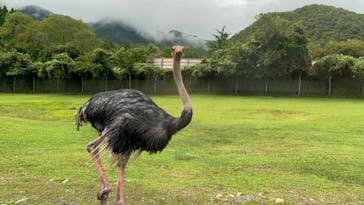 秋吉台自然動物公園 サファリランドに投稿された画像（2023/8/17）