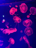 名古屋港水族館に投稿された画像（2023/8/18）