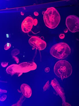 名古屋港水族館に投稿された画像（2023/8/18）