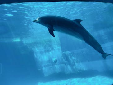 名古屋港水族館に投稿された画像（2023/8/18）