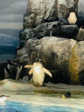 名古屋港水族館に投稿された画像（2023/8/18）