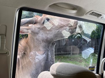 那須サファリパークに投稿された画像（2023/8/18）