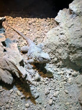 体感型動物園iZooに投稿された画像（2023/8/18）