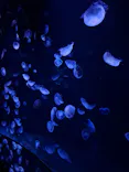 サンシャイン水族館に投稿された画像（2023/8/18）