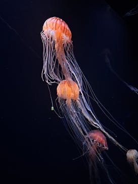 サンシャイン水族館に投稿された画像（2023/8/18）