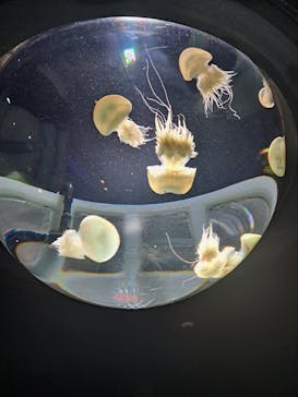 サンシャイン水族館に投稿された画像（2023/8/18）