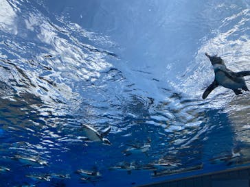 サンシャイン水族館に投稿された画像（2023/8/18）