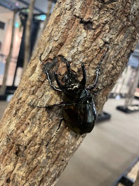 JOYPOLIS 特別イベントスペースに投稿された画像（2023/8/18）