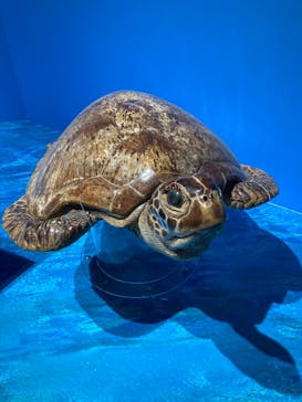 特別展「海　―生命のみなもと―」（国立科学博物館）に投稿された画像（2023/8/18）