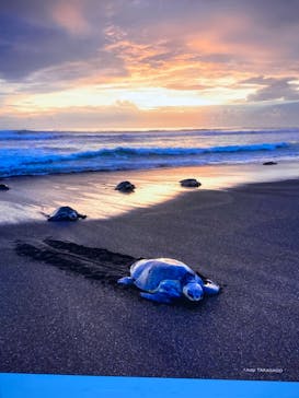 特別展「海　―生命のみなもと―」（国立科学博物館）に投稿された画像（2023/8/18）