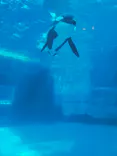 名古屋港水族館に投稿された画像（2023/8/18）
