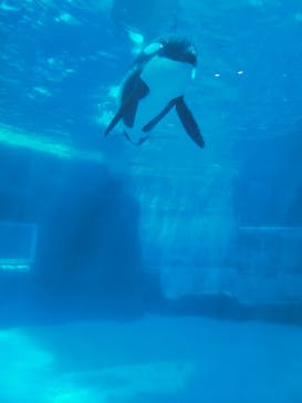 名古屋港水族館に投稿された画像（2023/8/18）
