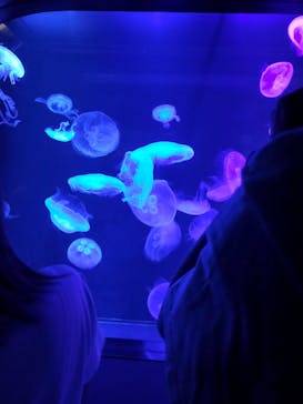 マリンワールド海の中道に投稿された画像（2023/8/18）