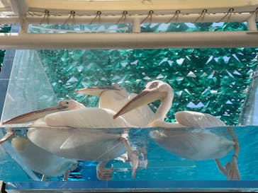 サンシャイン水族館に投稿された画像（2023/8/18）