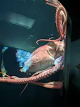 サンシャイン水族館に投稿された画像（2023/8/18）