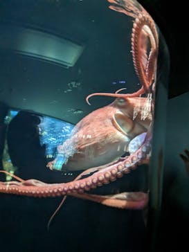 サンシャイン水族館に投稿された画像（2023/8/18）