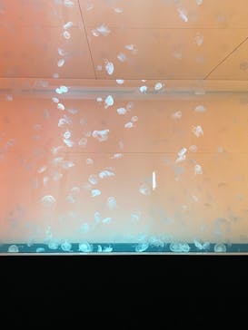 アクアワールド茨城県大洗水族館に投稿された画像（2023/8/18）