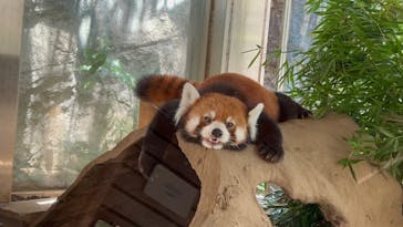 よこはま動物園ズーラシアに投稿された画像（2023/8/18）