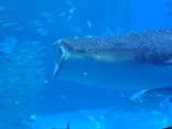 沖縄美ら海水族館に投稿された画像（2023/8/18）