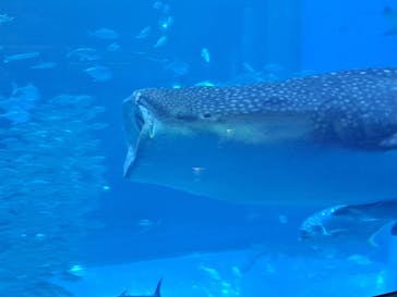 沖縄美ら海水族館に投稿された画像（2023/8/18）