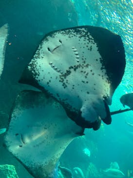 新江ノ島水族館に投稿された画像（2023/8/18）