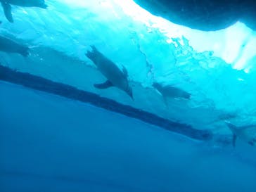 上越市立水族博物館 うみがたりに投稿された画像（2023/8/18）