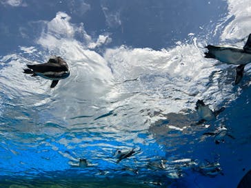 サンシャイン水族館に投稿された画像（2023/8/18）