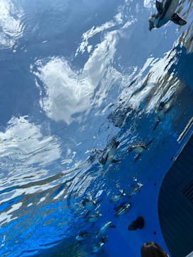 サンシャイン水族館に投稿された画像（2023/8/18）