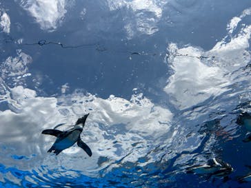 サンシャイン水族館に投稿された画像（2023/8/18）