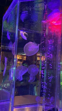 水中楽園アクアリウムに投稿された画像（2023/8/18）