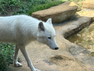 那須どうぶつ王国に投稿された画像（2023/8/18）