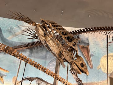 福井県立恐竜博物館に投稿された画像（2023/8/18）