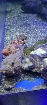 新江ノ島水族館に投稿された画像（2023/8/18）