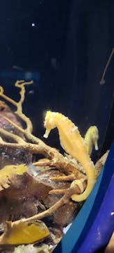 新江ノ島水族館に投稿された画像（2023/8/18）